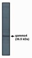 CACNG4 Antibody in Western Blot (WB)