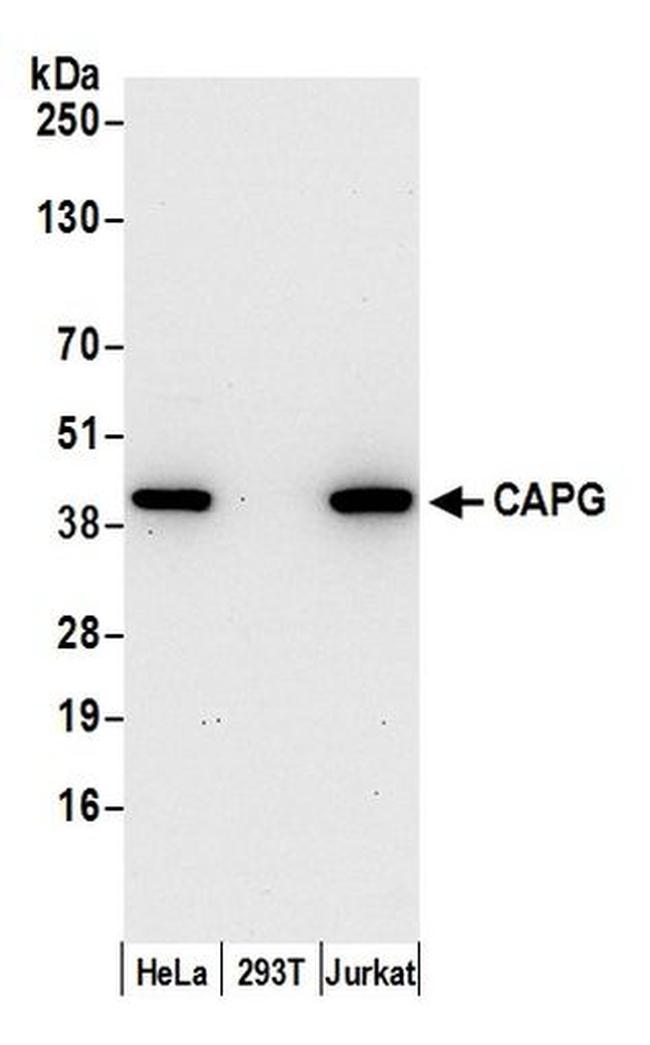 Cap G CAPG Polyclonal Antibody (A305-420A-T)