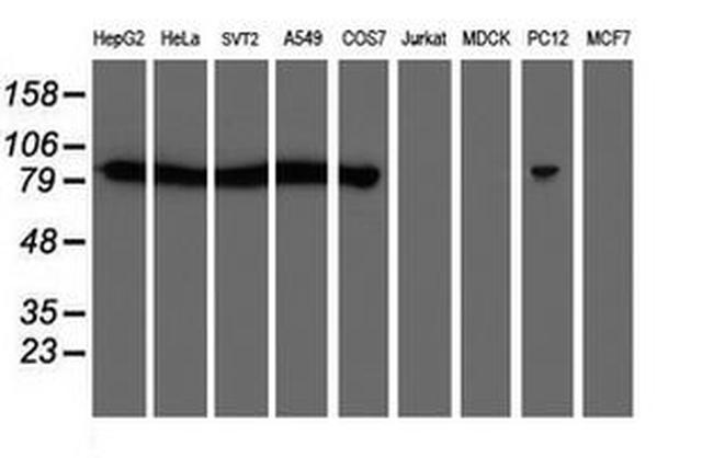 CAPN2 Antibody in Western Blot (WB)