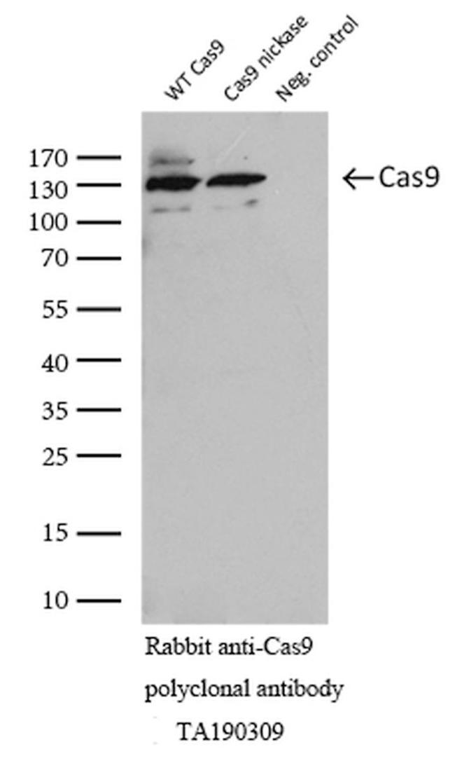 Cas9 Antibody in Western Blot (WB)