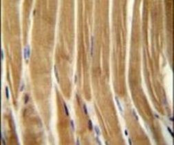Caspase 5 Antibody in Immunohistochemistry (IHC)