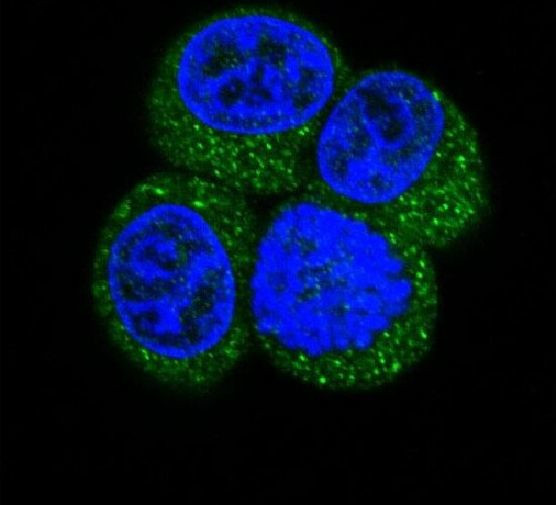 Caveolin 2 Antibody in Immunocytochemistry (ICC/IF)