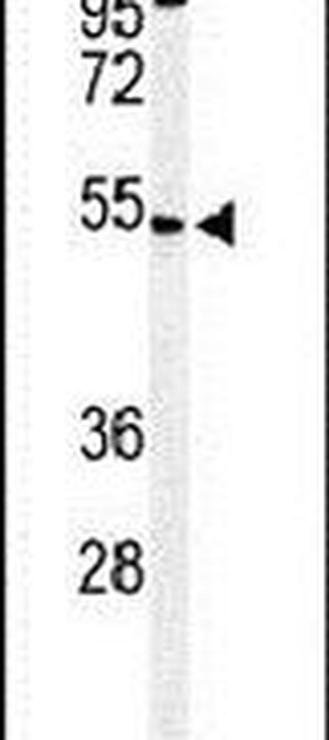 MICU1 Antibody in Western Blot (WB)