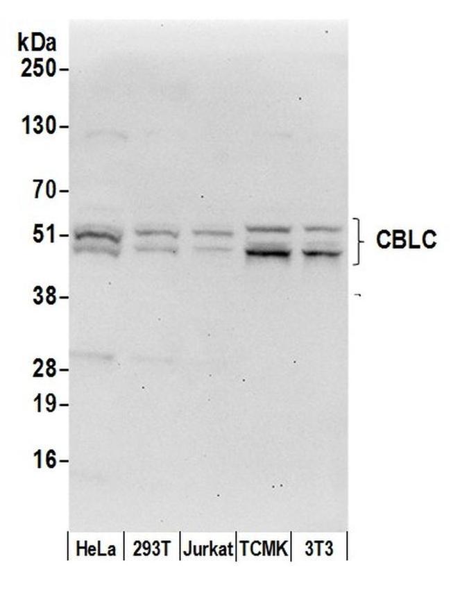 CBLC/CBL-3 Antibody in Western Blot (WB)