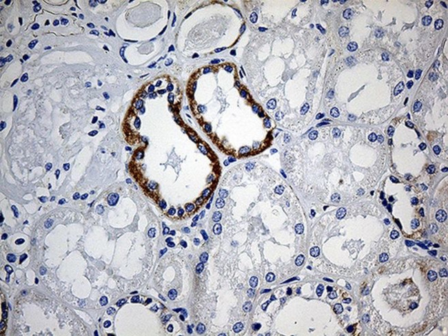 CBR4 Antibody in Immunohistochemistry (Paraffin) (IHC (P))