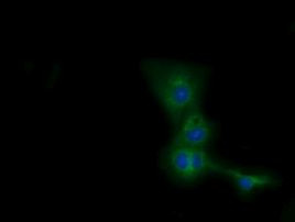 CBWD1 Antibody in Immunocytochemistry (ICC/IF)