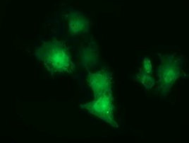 CBWD1 Antibody in Immunocytochemistry (ICC/IF)