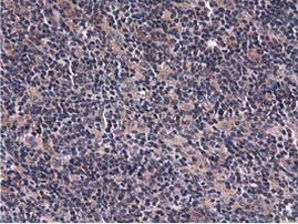 CBWD1 Antibody in Immunohistochemistry (Paraffin) (IHC (P))