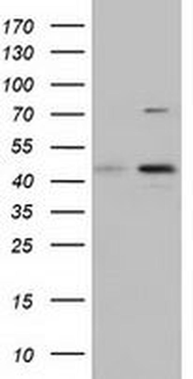 CBWD1 Antibody in Western Blot (WB)