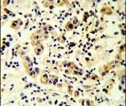 TMEM30B Antibody in Immunohistochemistry (IHC)