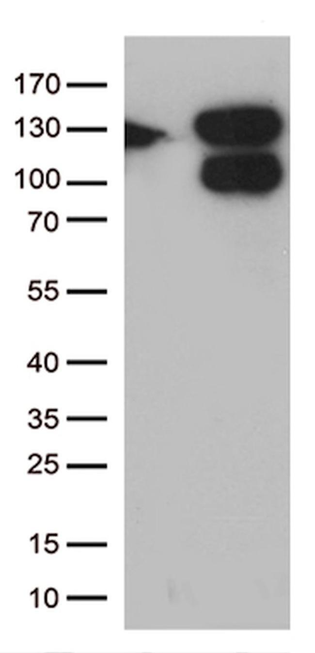CCDC132 Antibody in Western Blot (WB)