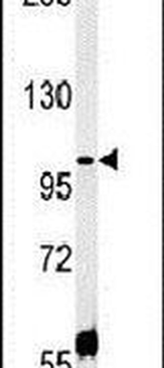 CCDC146 Antibody in Western Blot (WB)