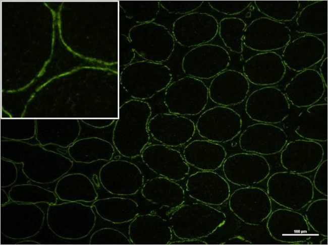 MCP-1 Antibody in Immunohistochemistry (Frozen) (IHC (F))
