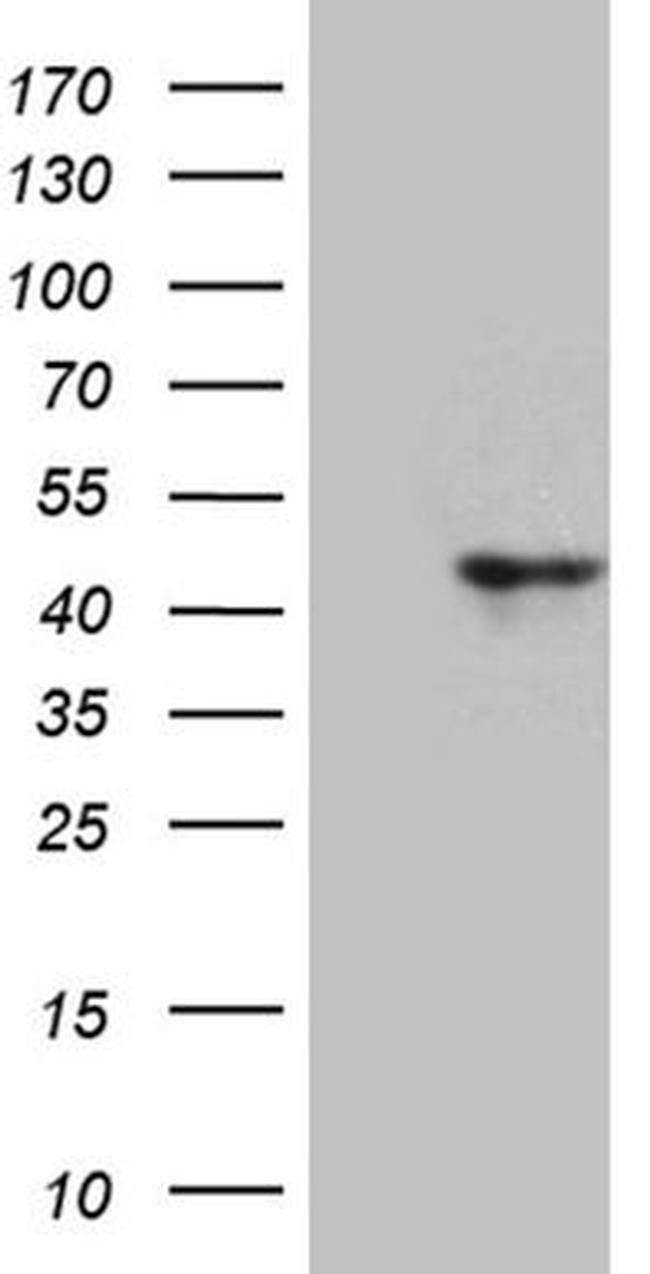 CCNI Antibody in Western Blot (WB)