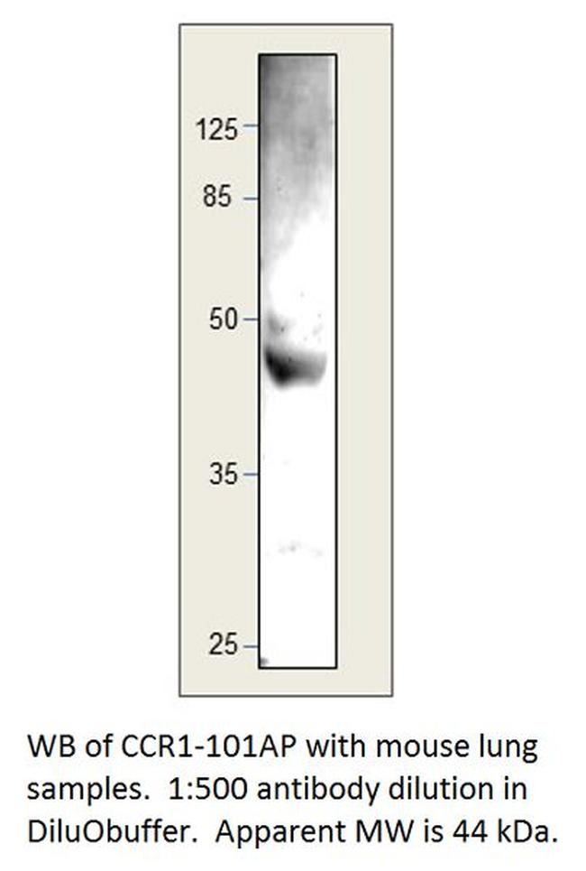 CCR1 Antibody in Western Blot (WB)