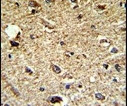 CCRN4L Antibody in Immunohistochemistry (IHC)