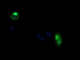 CCT8L2 Antibody in Immunocytochemistry (ICC/IF)