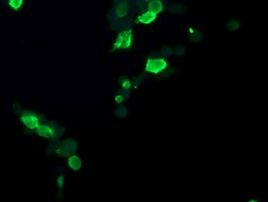 CCT8L2 Antibody in Immunocytochemistry (ICC/IF)
