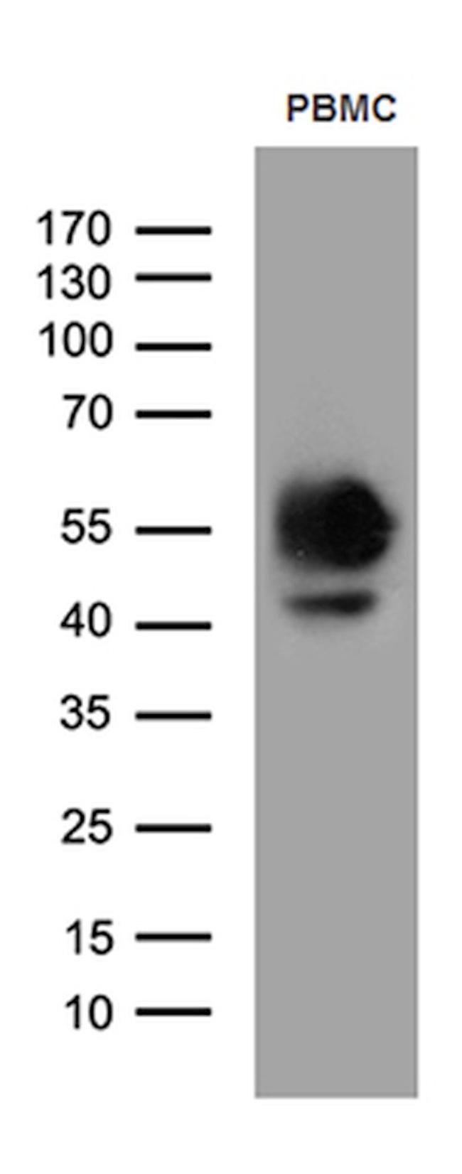 CD14 Antibody in Western Blot (WB)