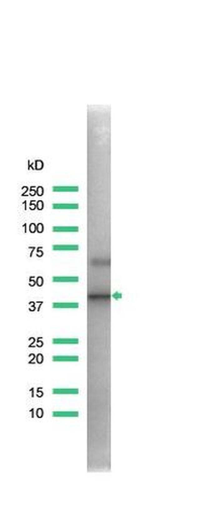 CD150 Antibody in Western Blot (WB)