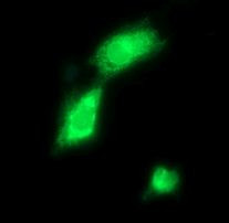 CD163 Antibody in Immunocytochemistry (ICC/IF)