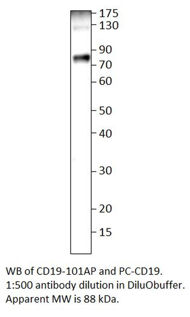 CD19 Antibody in Western Blot (WB)