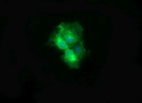CD19 Antibody in Immunocytochemistry (ICC/IF)