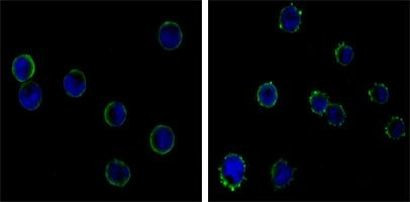 CD19 Antibody in Immunocytochemistry (ICC/IF)