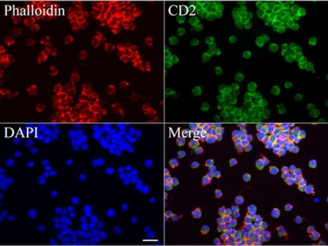 CD2 Antibody in Immunocytochemistry (ICC/IF)