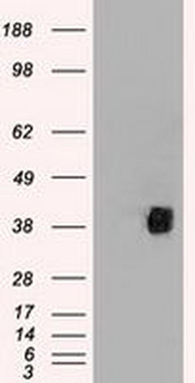 CD2 Antibody in Western Blot (WB)