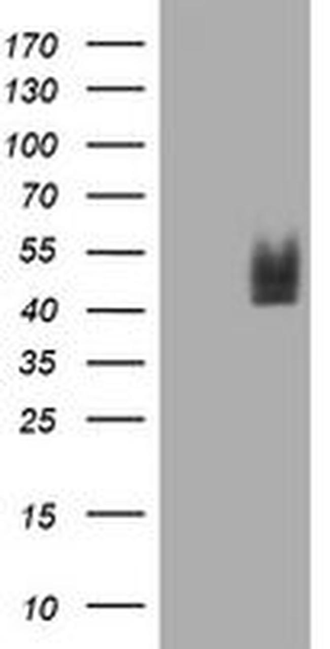 CD2 Antibody in Western Blot (WB)