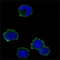 CD3z Antibody in Immunocytochemistry (ICC/IF)
