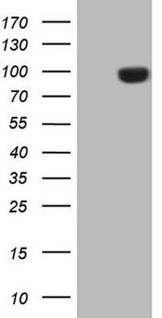 CD248 Antibody in Western Blot (WB)