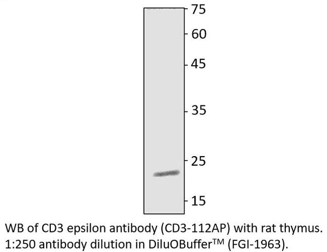 CD3 epsilon Antibody in Western Blot (WB)