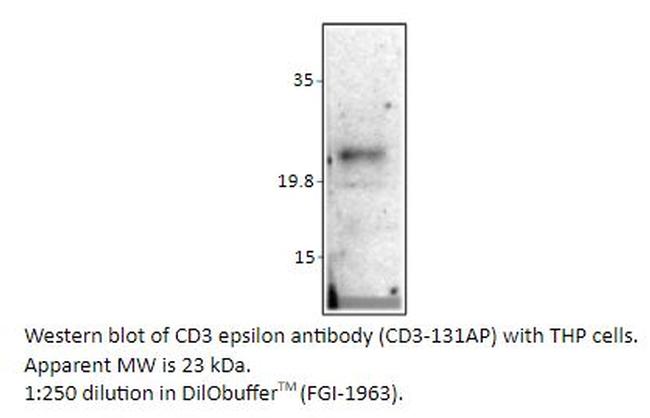 CD3 epsilon Antibody in Western Blot (WB)