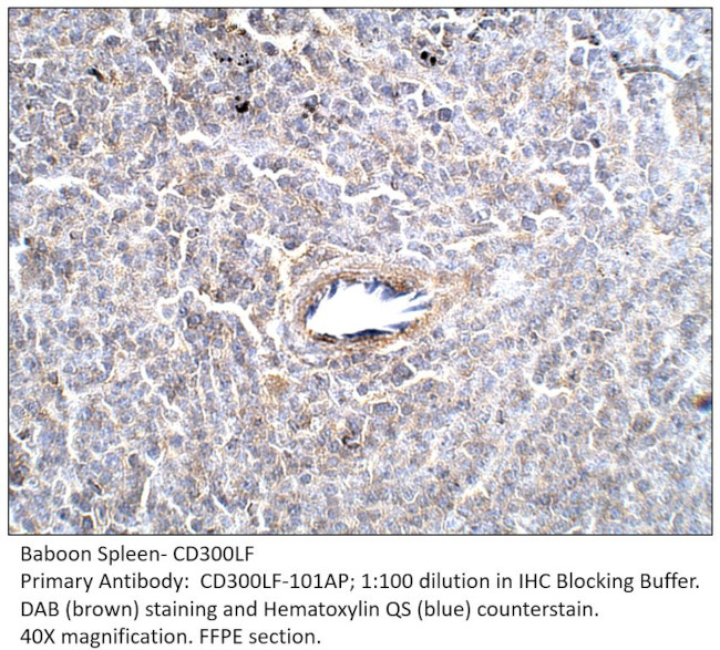 CD300 Antibody in Immunohistochemistry (IHC)