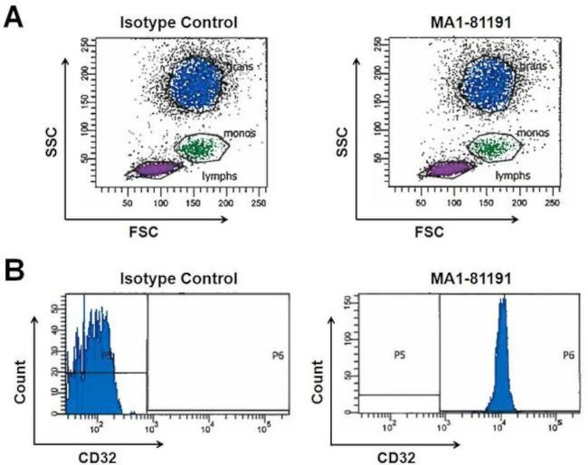 CD32 Antibody in Flow Cytometry (Flow)