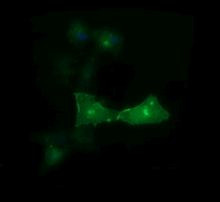 CD33 Antibody in Immunocytochemistry (ICC/IF)
