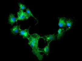 CD33 Antibody in Immunocytochemistry (ICC/IF)