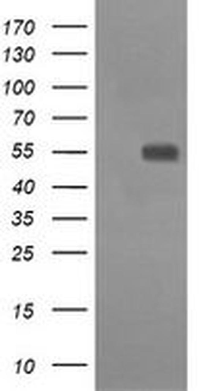 CD33 Antibody in Western Blot (WB)
