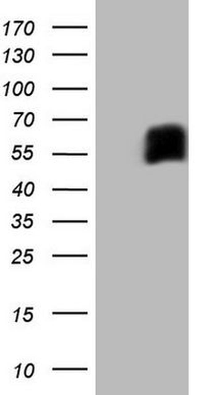 CD33 Antibody in Western Blot (WB)