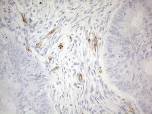CD34 Antibody in Immunohistochemistry (Paraffin) (IHC (P))