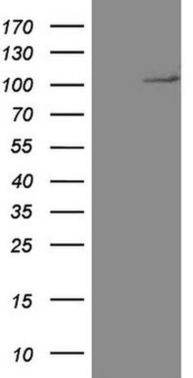 CD34 Antibody in Western Blot (WB)