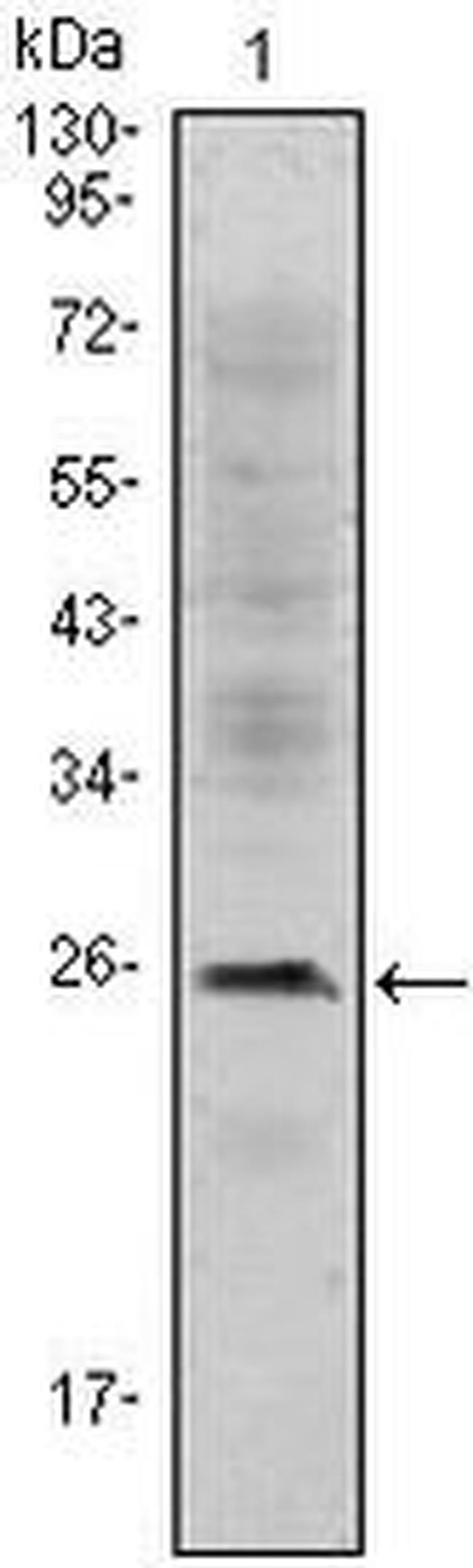 CD3e Antibody in Western Blot (WB)
