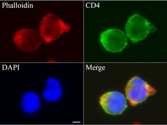 CD4 Antibody in Immunocytochemistry (ICC/IF)
