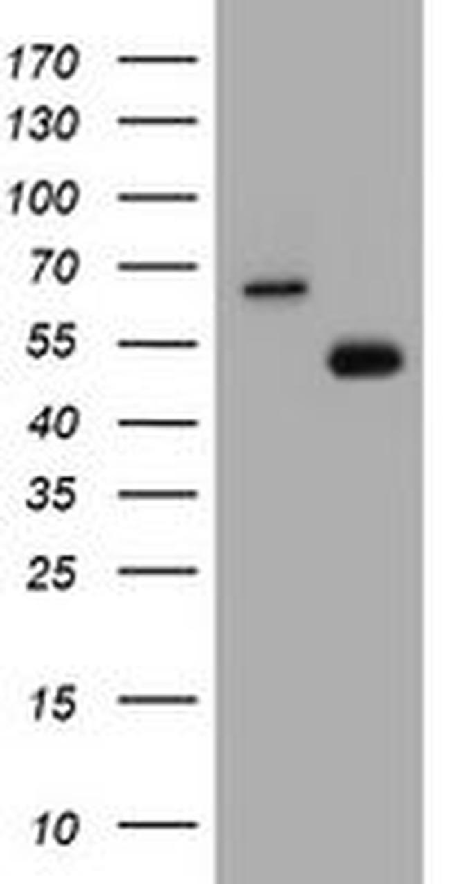 CD4 Antibody in Western Blot (WB)