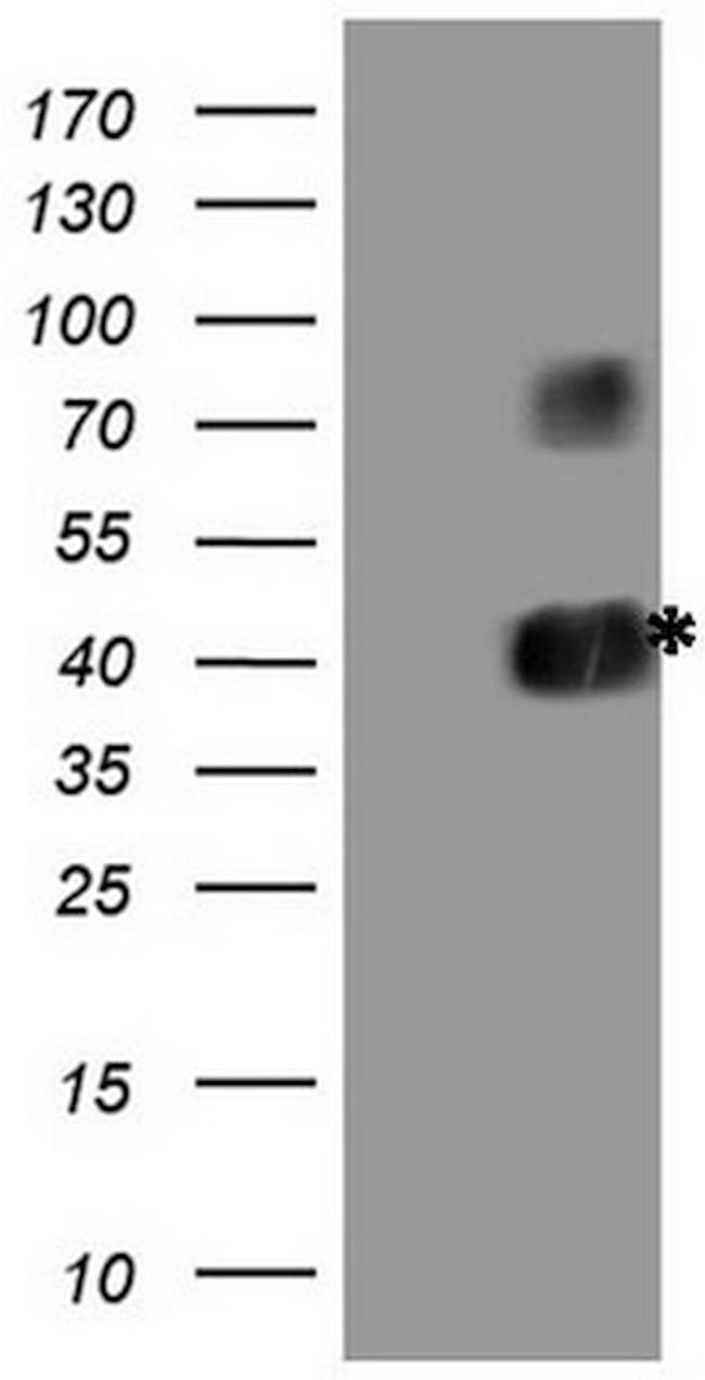 CD40 Antibody in Western Blot (WB)