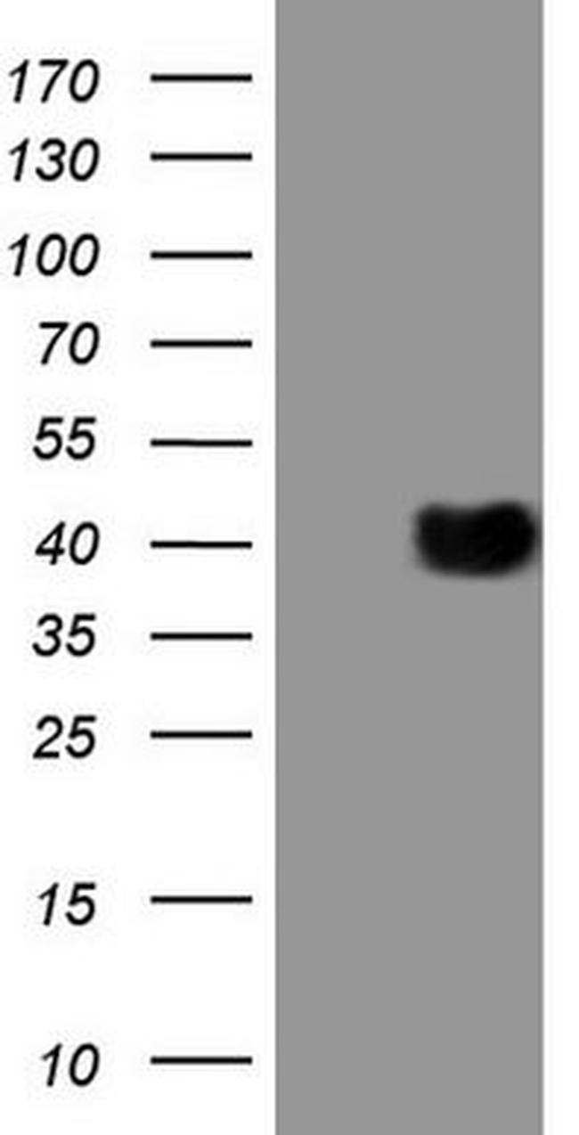 CD40 Antibody in Western Blot (WB)