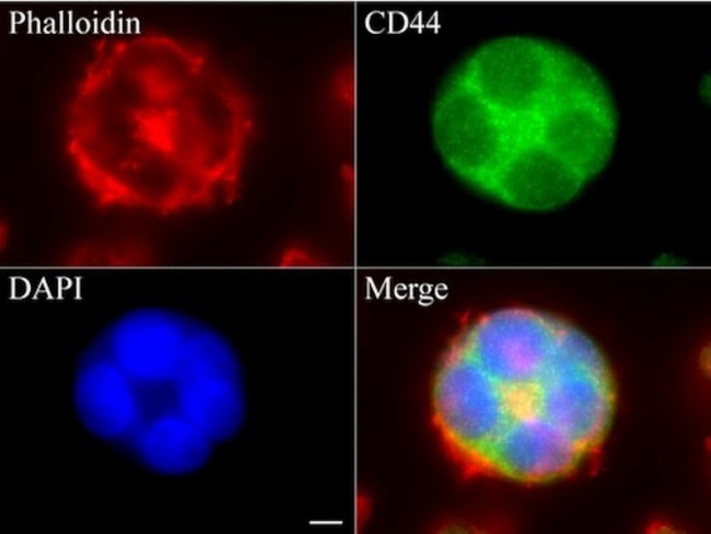 CD44 Antibody in Immunocytochemistry (ICC/IF)