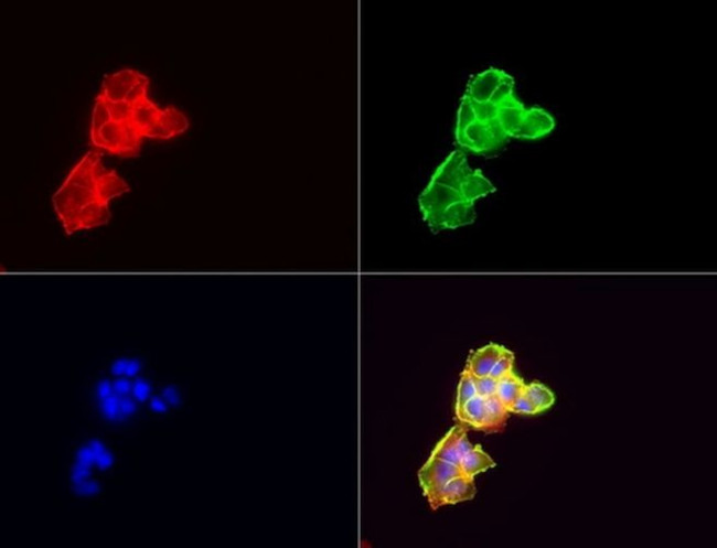 CD44 Antibody in Immunocytochemistry (ICC/IF)